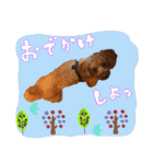 銀次郎スタンプ｜トイプーレッド（個別スタンプ：27）