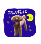 銀次郎スタンプ｜トイプーレッド（個別スタンプ：32）