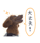 銀次郎スタンプ｜トイプーレッド（個別スタンプ：35）