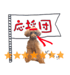 銀次郎スタンプ｜トイプーレッド（個別スタンプ：38）