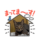 可愛い猫さん達（きょうじゅろうとねずこ）（個別スタンプ：16）