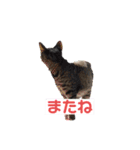 可愛い猫さん達（きょうじゅろうとねずこ）（個別スタンプ：18）