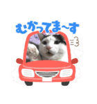 可愛い猫さん達（きょうじゅろうとねずこ）（個別スタンプ：21）