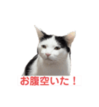 可愛い猫さん達（きょうじゅろうとねずこ）（個別スタンプ：24）