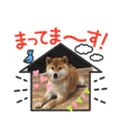 柴犬kantarou（個別スタンプ：7）