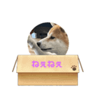 柴犬kantarou（個別スタンプ：8）