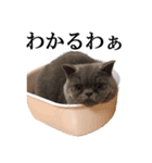 ぶさかわいい猫のスタンプ関西弁：シンプル（個別スタンプ：34）