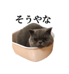 ぶさかわいい猫のスタンプ関西弁：シンプル（個別スタンプ：35）