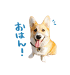 おもろい動物たち（個別スタンプ：1）