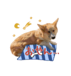 おもろい動物たち（個別スタンプ：2）