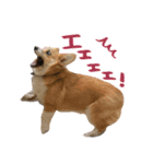 おもろい動物たち（個別スタンプ：7）