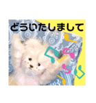 可愛いテディベア達 女性用 オシャレ動物～（個別スタンプ：2）