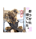 可愛いテディベア達 女性用 オシャレ動物～（個別スタンプ：3）