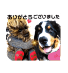 可愛いテディベア達 女性用 オシャレ動物～（個別スタンプ：5）
