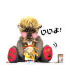 可愛いテディベア達 女性用 オシャレ動物～（個別スタンプ：7）