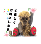 可愛いテディベア達 女性用 オシャレ動物～（個別スタンプ：13）