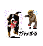 可愛いテディベア達 女性用 オシャレ動物～（個別スタンプ：17）