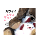 可愛いテディベア達 女性用 オシャレ動物～（個別スタンプ：18）