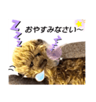 可愛いテディベア達 女性用 オシャレ動物～（個別スタンプ：35）