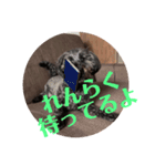 ベアたん2（個別スタンプ：3）