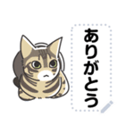 猫様いっぱい〜香箱座り その1〜（個別スタンプ：1）