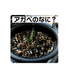 多肉植物関連スタンプ（個別スタンプ：10）