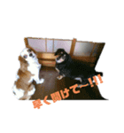 愛犬パキラ2（個別スタンプ：1）