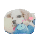 愛犬パキラ2（個別スタンプ：4）