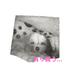 愛犬パキラ2（個別スタンプ：5）
