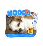 愛犬パキラ2（個別スタンプ：7）