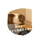 愛犬パキラ2（個別スタンプ：8）
