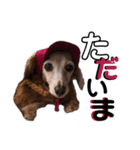 犬いぬイヌ ダックス スタンプ3（個別スタンプ：2）