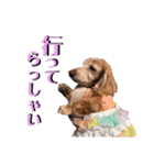 犬いぬイヌ ダックス スタンプ3（個別スタンプ：3）