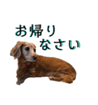 犬いぬイヌ ダックス スタンプ3（個別スタンプ：4）