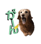 犬いぬイヌ ダックス スタンプ3（個別スタンプ：5）