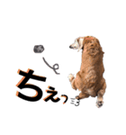 犬いぬイヌ ダックス スタンプ3（個別スタンプ：8）