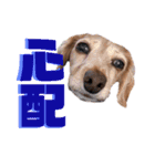 犬いぬイヌ ダックス スタンプ3（個別スタンプ：10）
