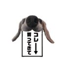 犬いぬイヌ ダックス スタンプ3（個別スタンプ：13）