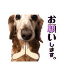 犬いぬイヌ ダックス スタンプ3（個別スタンプ：14）