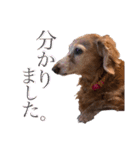 犬いぬイヌ ダックス スタンプ3（個別スタンプ：15）