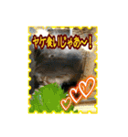 第2回フォトコンテスト（個別スタンプ：3）