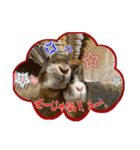第2回フォトコンテスト（個別スタンプ：24）