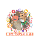 保護犬・江戸川多頭崩壊85っ子の暖かい冬（個別スタンプ：6）