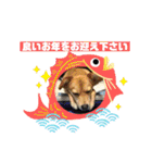 保護犬・江戸川多頭崩壊85っ子の暖かい冬（個別スタンプ：7）