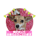 保護犬・江戸川多頭崩壊85っ子の暖かい冬（個別スタンプ：8）
