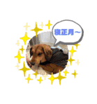 保護犬・江戸川多頭崩壊85っ子の暖かい冬（個別スタンプ：9）
