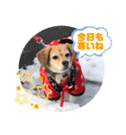 保護犬・江戸川多頭崩壊85っ子の暖かい冬（個別スタンプ：10）