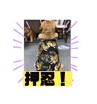 保護犬・江戸川多頭崩壊85っ子の暖かい冬（個別スタンプ：11）