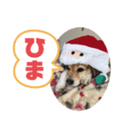 保護犬・江戸川多頭崩壊85っ子の暖かい冬（個別スタンプ：12）