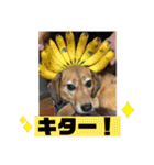 保護犬・江戸川多頭崩壊85っ子の暖かい冬（個別スタンプ：13）